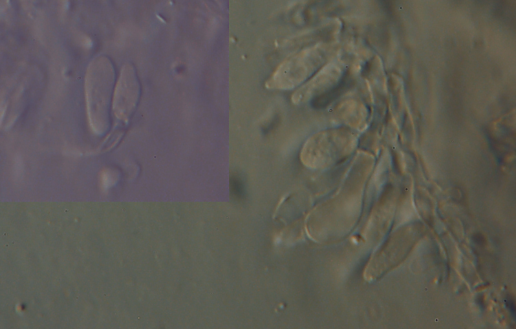 Sono sicuro che siete tutti d''accordo (Skeletocutis amorpha)